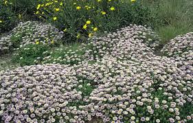 Image result for Eriosema erici-rosenii