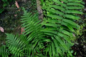 Image result for Diplazium humbertii