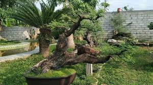 Cara Merawat Bonsai Klampis Atau Arabica