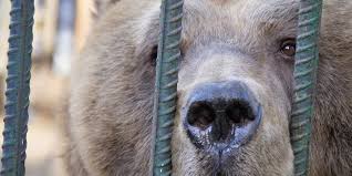 #SaddestBears - a FOUR PAWS campaign to help bears