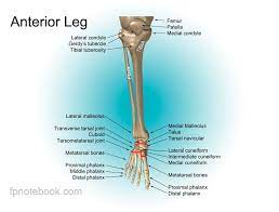 This diagram shows the bones of the femur and the patella. Calf Anatomy