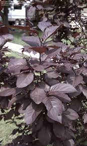 Purple refers to any of a variety of colors with hue between red and blue. Plant Identification Closed Small Tree Bush With Dark Purple Leaves 1 By Dannystwicked