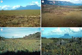 Image result for Trachypogon