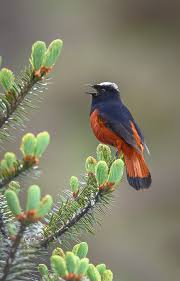 Here are 50 animals name. Photographing The Birds Of Enchanting Sikkim