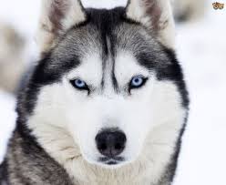 Black White And Brown Husky Siberian Huskies Tags Puppy Facts Funny Face Training Tips For Sale Red Black White Mix Tattoo Names Husky Breeds Husky Dogs Siberian Husky Dog