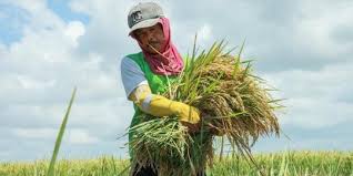 Sya'ir (gandum kasar), hinthoh (gandum halus), kurma dan. Resi Gudang Strategi Pemerintah Atasi Surplus Hasil Pertanian Saat Pandemi Merdeka Com