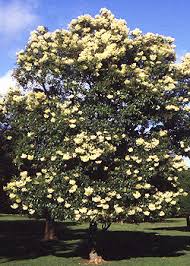 Image result for Nuxia floribunda