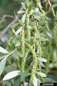 Image result for Salix