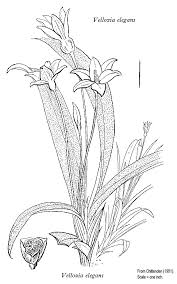 Image result for Velloziaceae