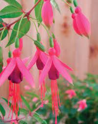 Angel Earrings Dainty Fuchsia Hybrid Fuchsia Plant Fuchsia Flowers Fuchsia Garden