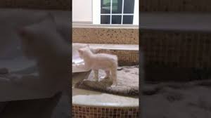 The australian mist cat is an ideal pet for everyone, from families with children to seniors. Home