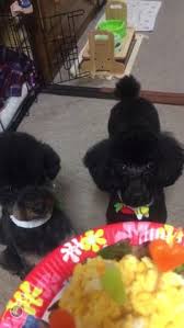 トイプードルブラックタン おしゃれまとめの人気アイデア pinterest fusako トイプードル ブラック プードル トイプードル