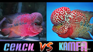 Download mp3 louhan cencu dan video mp4 gratis. Perbedaan Louhan Cencu Dan Kamfa Youtube