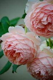 You could fasten stems to them and arrange them in a pretty. Pin On Garden Roses Look Like Peonies