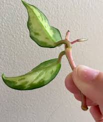 Check spelling or type a new query. Hoya Krimson Princess Cutting Putting Out Leaves But No Roots Hoyas
