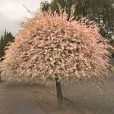 Westchester Garden Design Shade Tolerant Bush Survey Dappled Willow Tree Dappled Willow Garden Design