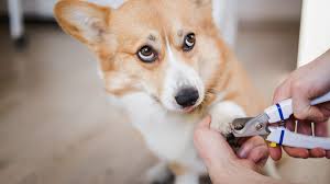 Compare your options and call now. How To Safely Trim Your Dog S Nails