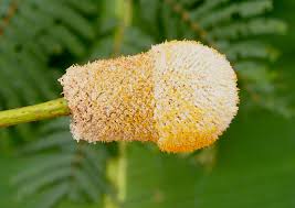 Image result for Parkia