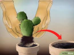 Well because cacti live in hot climate cactus is not a favourable plant according to feng shui because it's has spikes and it will be hurting your energy field 24/7 even if you are not in the. How To Save A Dying Cactus 15 Steps With Pictures Wikihow