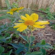 Image result for Senecio polyanthemoides