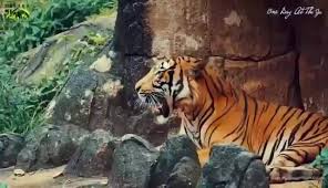 The pride of melaka with more than 500 animals from 150 different species all over the world at one place. Melaka Zoo Night Safari Home Facebook
