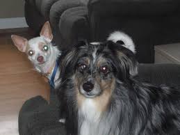 To remove knots and loose hair, groomers in langebaan use a sturdy metal comb. Paws Aux Spa Home Facebook