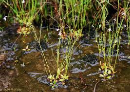 Image result for Lindernia monroi