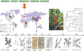 Image result for Lycium mascarenense