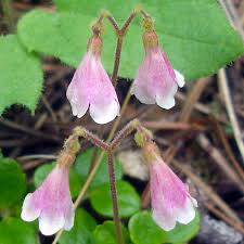 Image result for Linnaea borealis