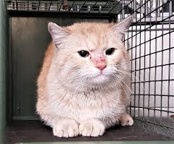 Das rote haus am see in hohenroda lädt ein zum entspannen, entdecken, erleben und einfach wohlfühlen. Der Kleine Rote Kater Auf Den Altstadtdachern Wurde Von Geduldigen Feuerwehr Osnabruck In Sicherheit Gebracht Oskurier