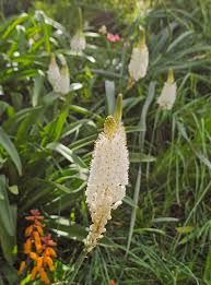 Image result for Moraea natalensis