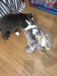 Jose a X: My cats are making snuff porn. t.coDRSrojIdIa  X