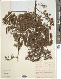 Image result for Coleotrype laurentii