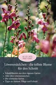 Pin Von Caro Zauberer Auf Blumenbeet In 2020 Garten Pflanzen Einjahrige Blumen