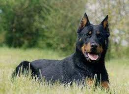 Maybe you would like to learn more about one of these? Beauceron Dog Breeds Beauceron Dogs