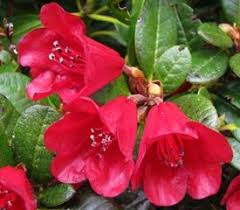 Plant Descriptions Rhododendron Plant Wonderful Flowers Plants