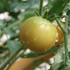 I also use natural repellents, and i keep guinea fowl. Watering Tomatoes When How Often How Much Is Needed Dengarden