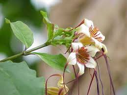 Image result for Strophanthus amboensis