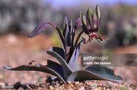 Image result for Ornithoglossum viride