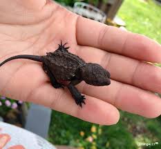 While walking, a young girl stumbled upon something very strange: a small  black creature lying in the grass. At first, she thought it was an ordinary  lizard and that it wouldn't hurt