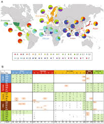 Human Mitochondrial Dna Haplogroup Wikipedia