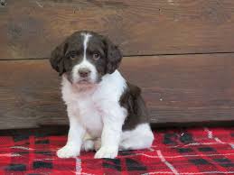 We are known for and are proud of maintaining open lines of communication with our customers and welcome your feedback. English Springer Spaniel Mix Puppies For Sale Greenfield Puppies