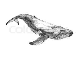 Humpback whale illustration, blue whale baleen whale illustrator illustration, watercolor whale, watercolor painting, blue, watercolor leaves png. Graphical Hand Painted Whale Isolated Stock Vector Colourbox