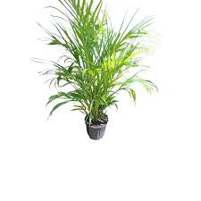 Image result for Dypsis