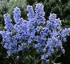 Pin On Delphinium