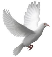 263 51 water splash png water. Pigeon Png Free Download 1 Png Images Download Pigeon Png Free Download 1 Pictures Download Pigeon Png Free Download 1 Png Vector Stock Images Free Png Download