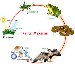 Pengertian Rantai Makanan Di Sawah Dan Contoh Gambarnya Rantai Makanan Makanan Gambar