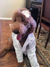 We did not find results for: Goldendoodle And Labradoodle Puppies For Sale Glamour Doodles