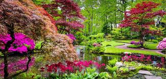 Hier finden sie eine umfangreiche liste der frühlingsblumen für garten, balkon und terrasse. 12 Rote Blumen Fur Garten Balkon Kubel