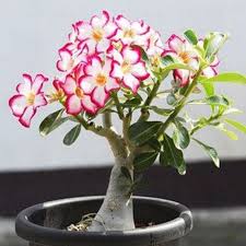 Check spelling or type a new query. Desert Rose Adenium Obesum One Year Plant Baby Size Caudex Usa Free Ship Desert Rose Plant Planting Roses Flower Seeds